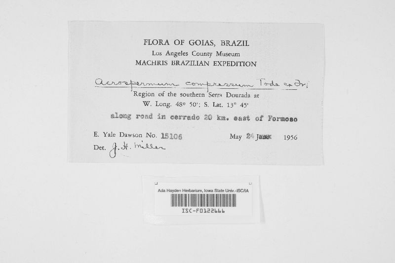 Acrospermaceae image