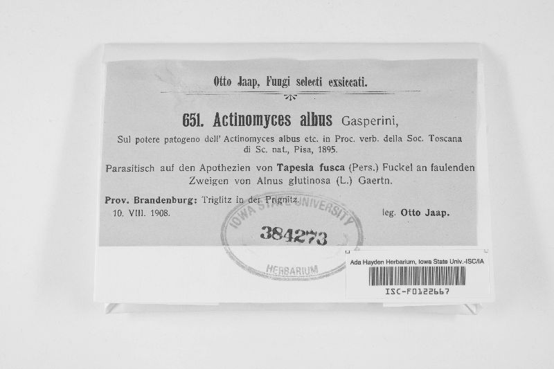 Actinomyces albus image