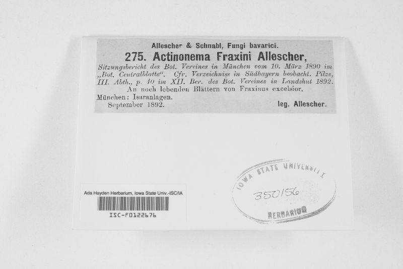 Actinonema fraxini image