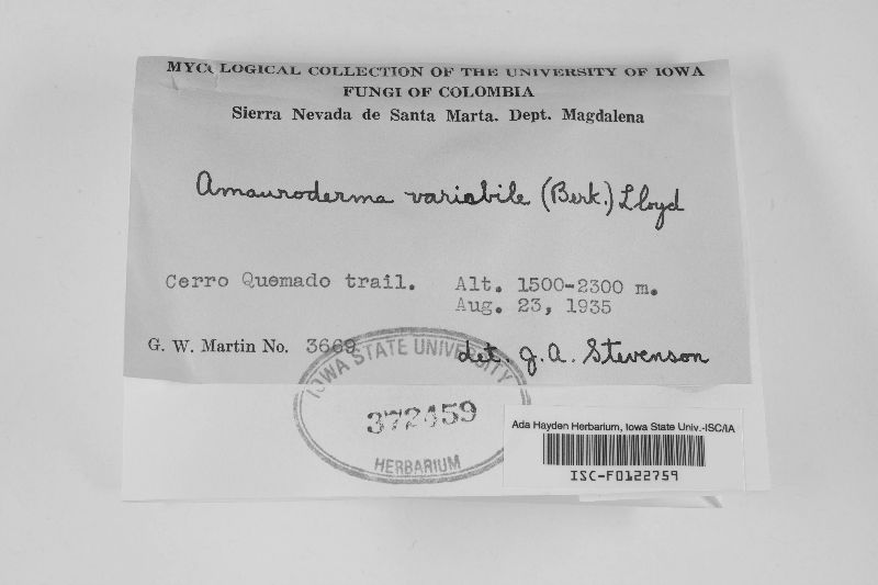 Amauroderma variabile image