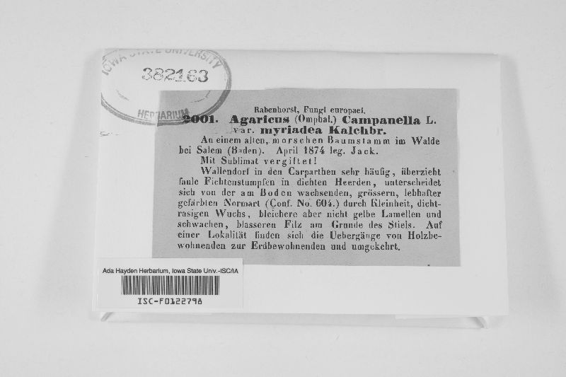 Agaricus campanella var. myriadea image