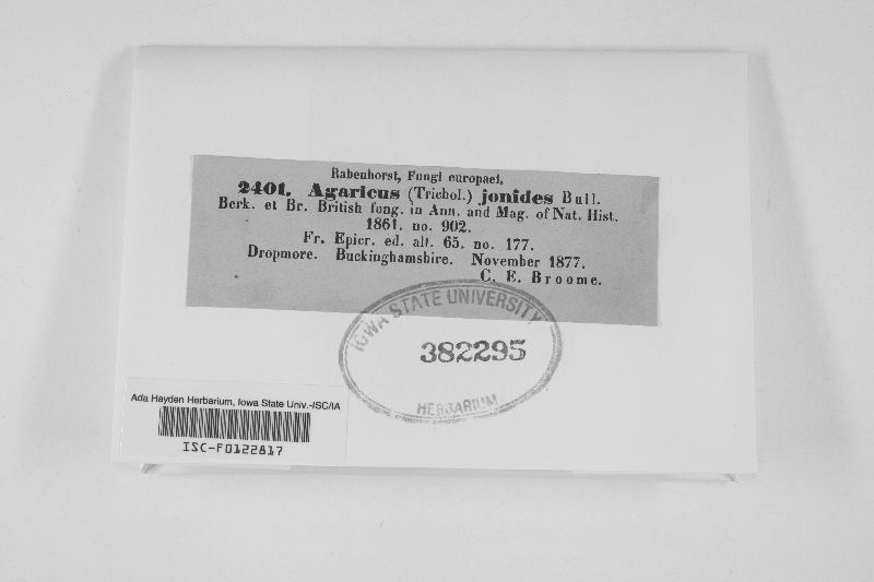 Agaricus jonides image