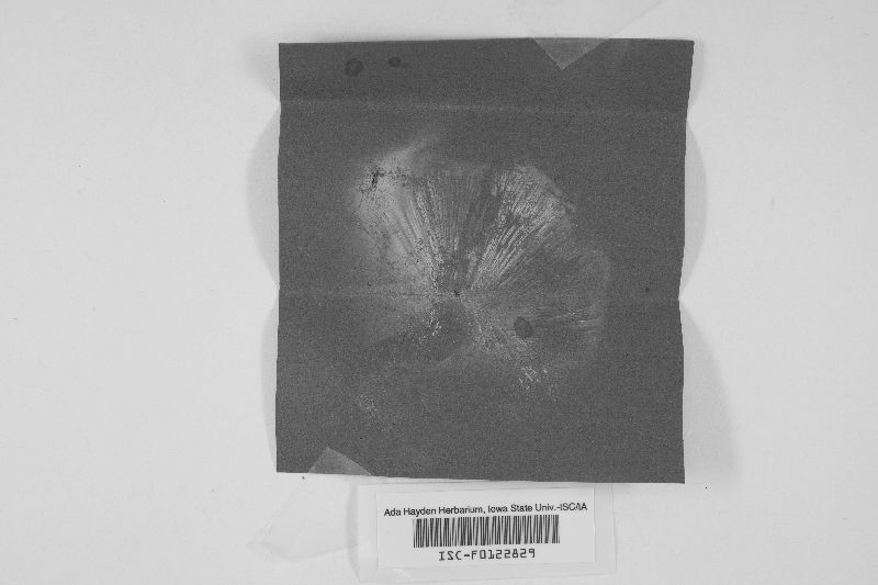 Collybia pinetorum image
