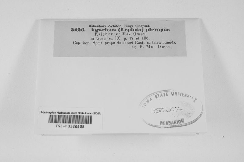 Agaricus pteropus image