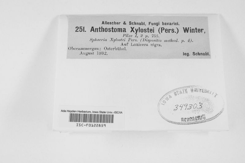 Amphisphaerella xylostei image
