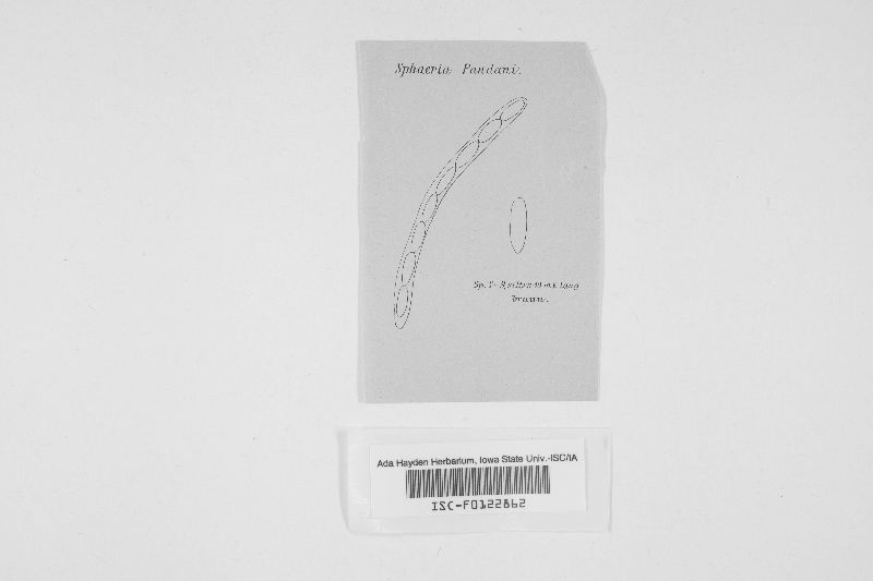 Anthostomella pandani image