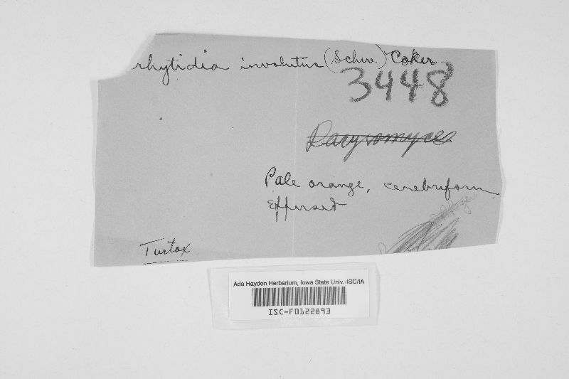 Arrhytidia involuta image