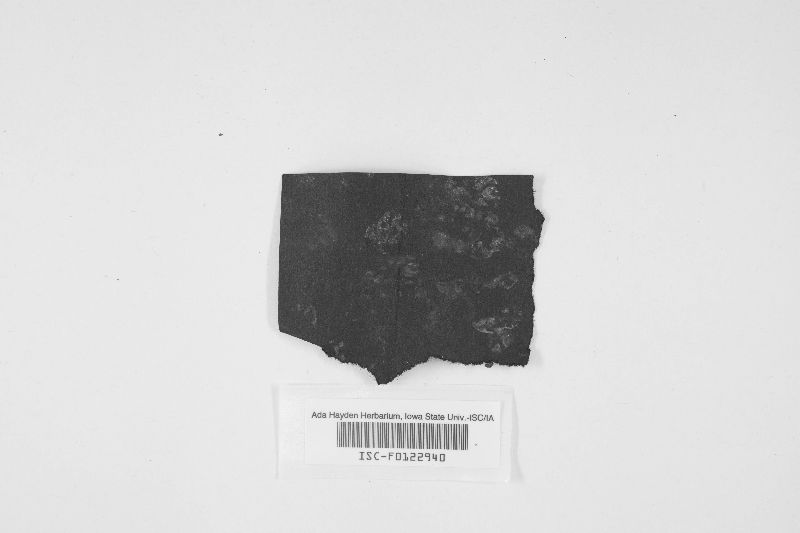 Auricularia peltata image