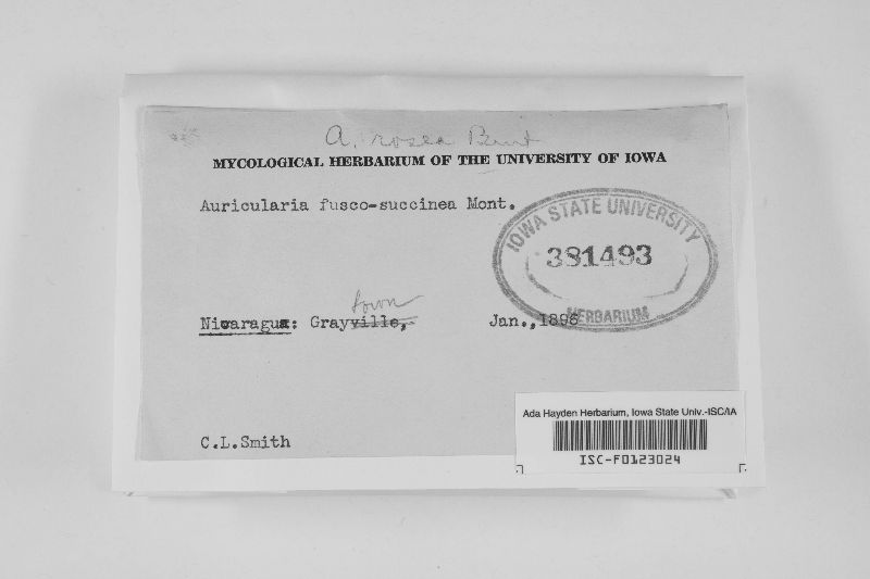 Auricularia fusco-succinea image