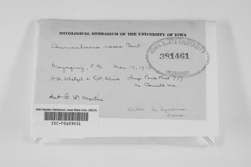 Auricularia rosea image