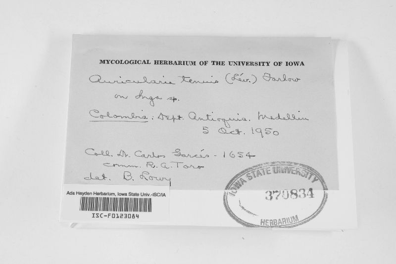 Auricularia tenuis image