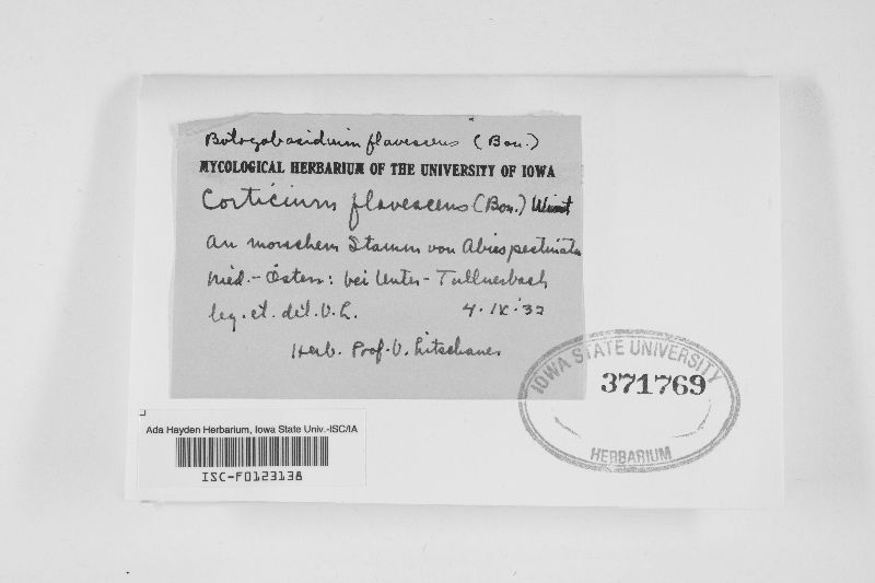 Botryobasidium flavescens image