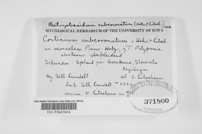 Botryobasidium subcoronatum image