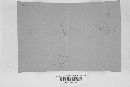 Bourdotia obscura image