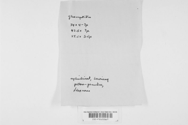 Basidiodendron image
