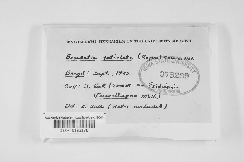 Bourdotia petiolata image