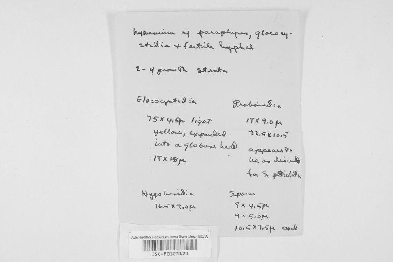 Bourdotia petiolata image