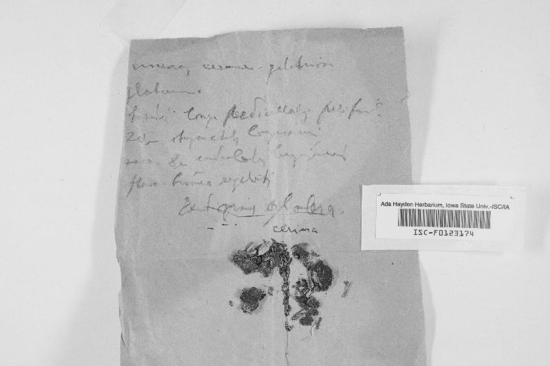 Bourdotia petiolata image