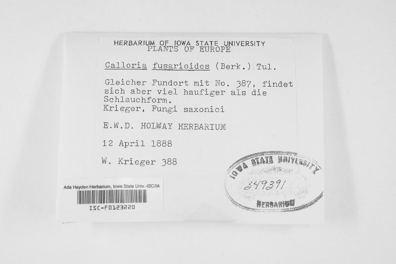 Calloria neglecta image