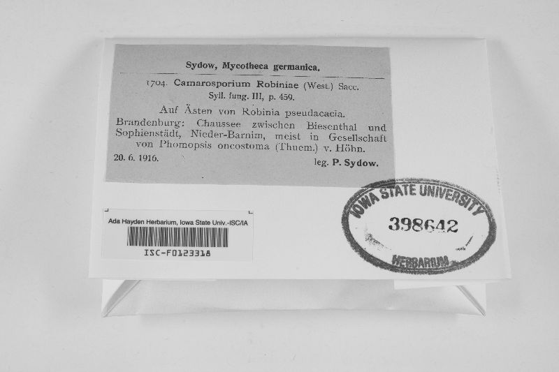Camarosporium robinae image