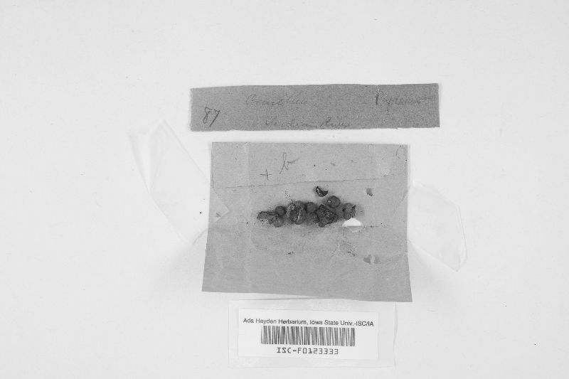 Camillea sagraeana image