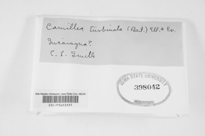 Camillea turbinata image