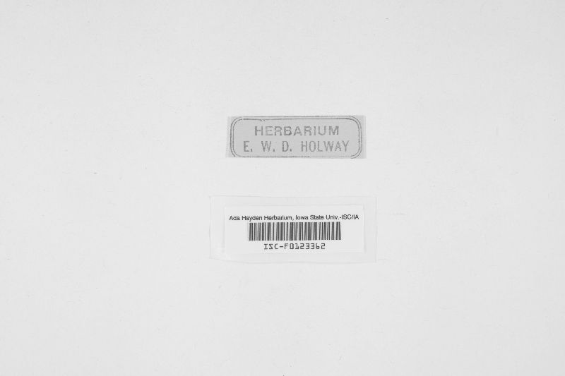 Plectocarpon lichenum image