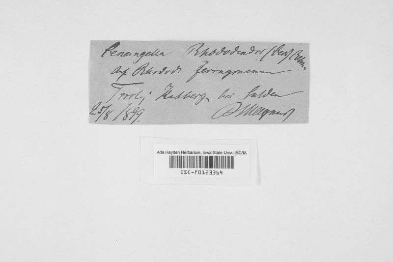 Encoeliopsis rhododendri image