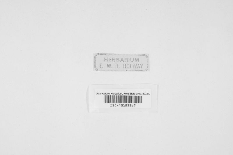 Dermea cerasi image