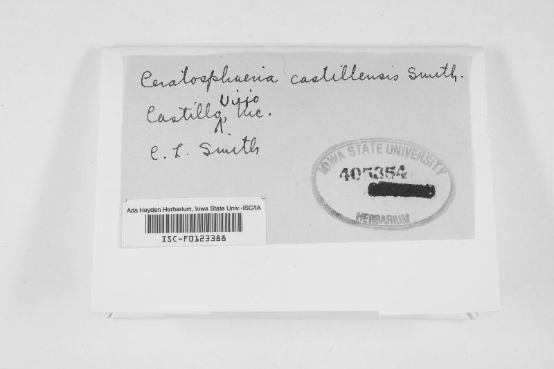 Ceratosphaeria castillensis image