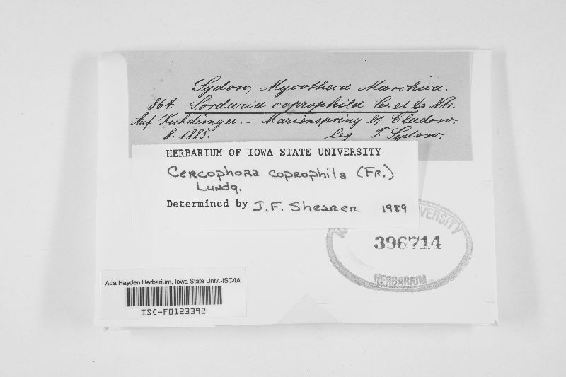 Cercophora coprophila image