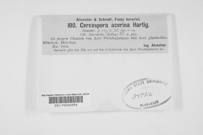Mycocentrospora image