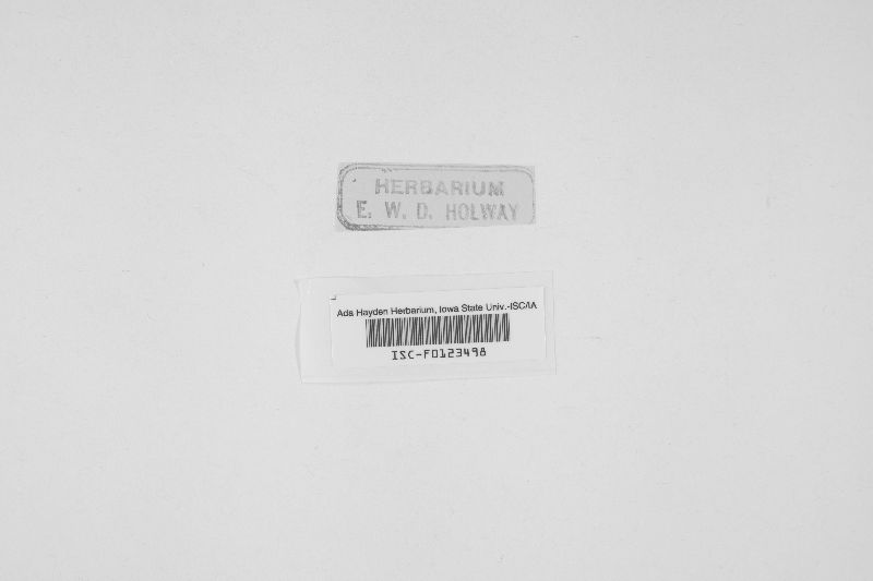 Pseudocercospora protearum image