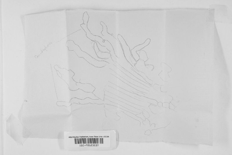 Cercosporina anethi image