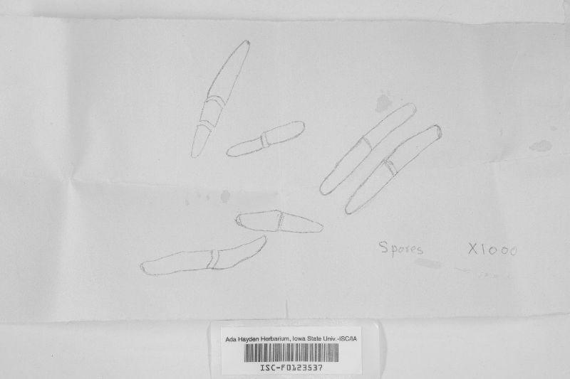 Cercosporina anethi image