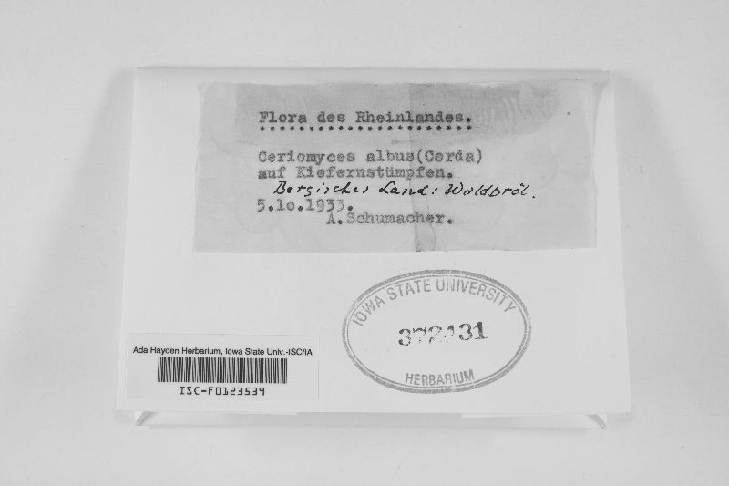 Postia ptychogaster image