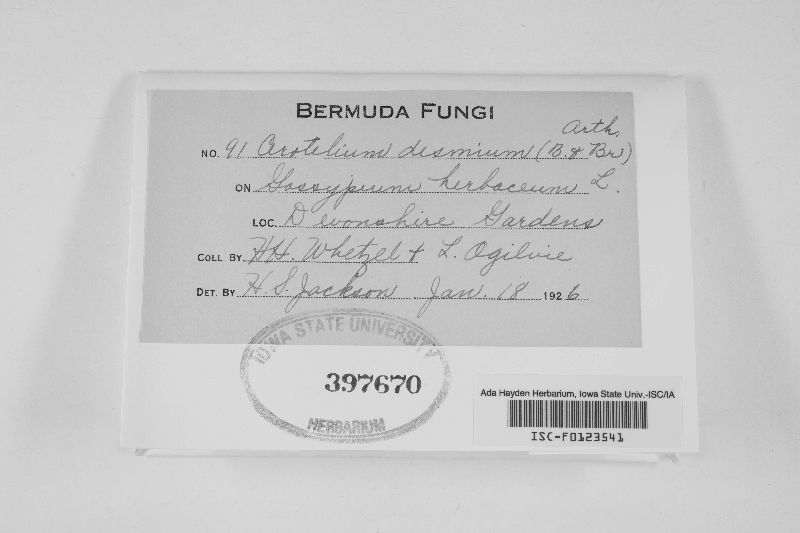 Cerotelium desmium image