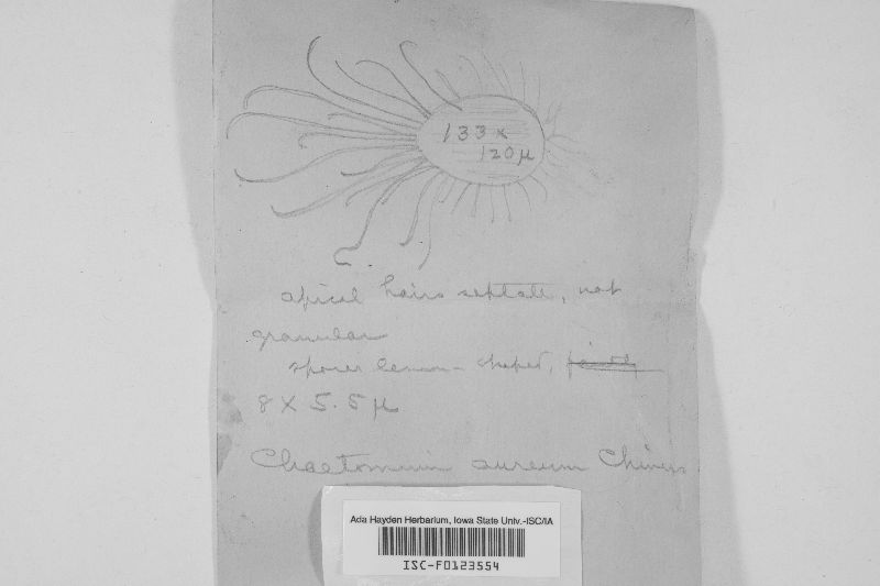 Chaetomium aureum image