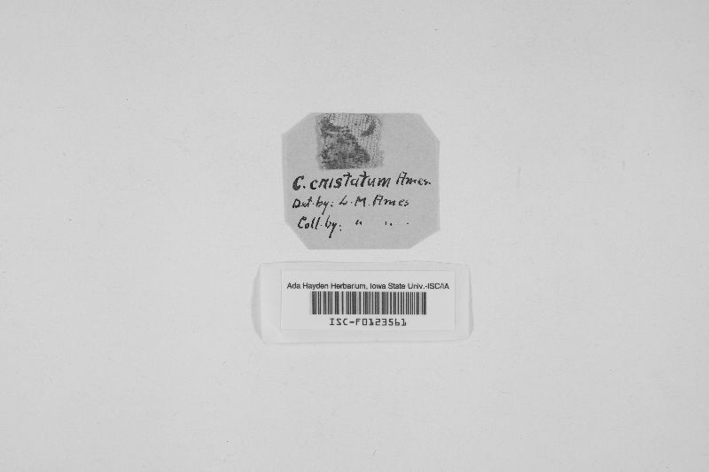 Chaetomium cristatum image