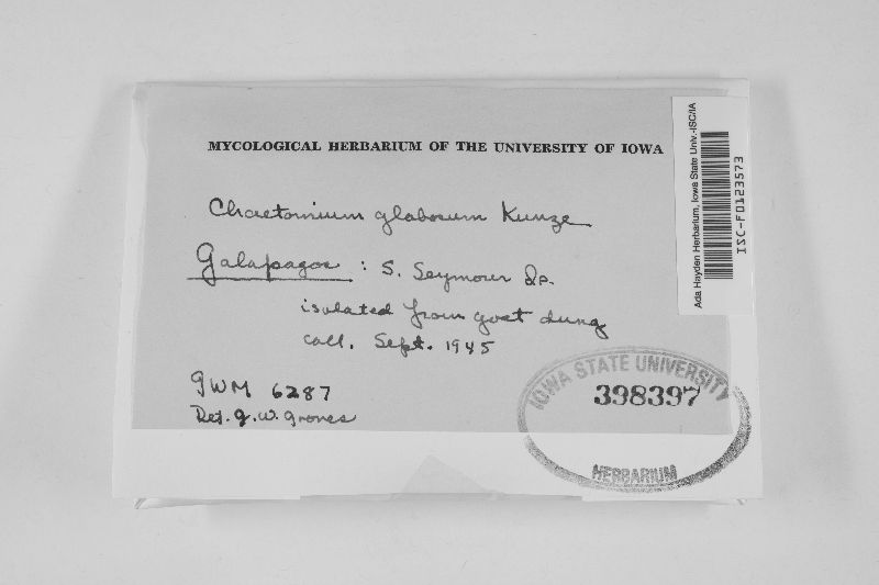 Chaetomium globosum image