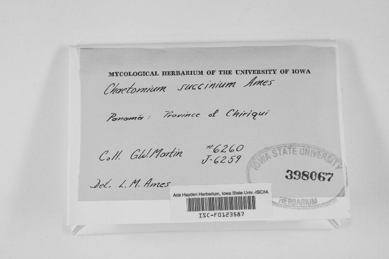 Chaetomium succineum image