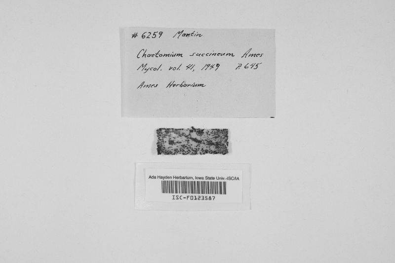 Chaetomium succineum image