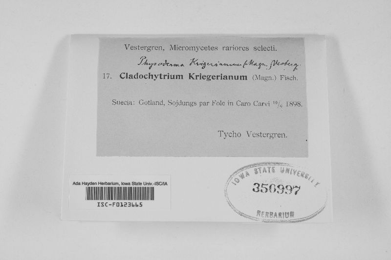 Cladochytrium kriegerianum image