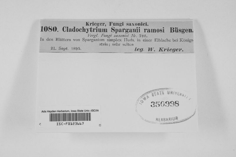 Cladochytrium sparganii-ramosi image