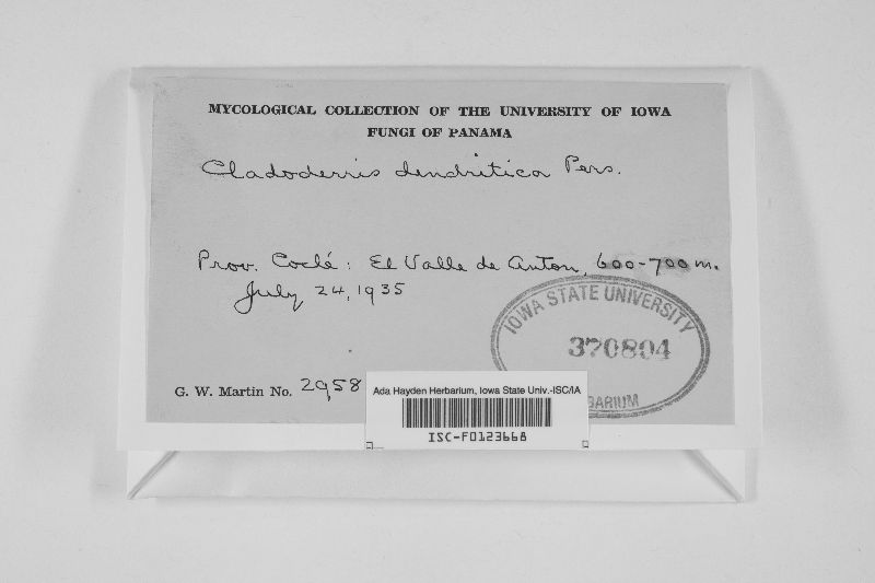 Cymatoderma dendriticum image