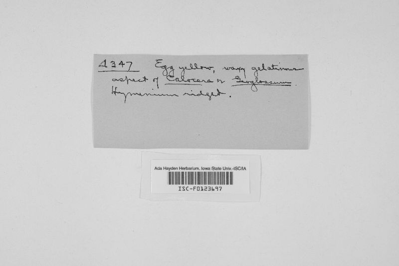 Multiclavula clara image