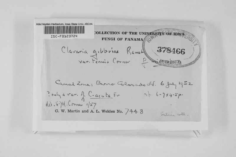Clavaria gibbseae image