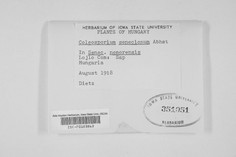 Coleosporium senecionum image