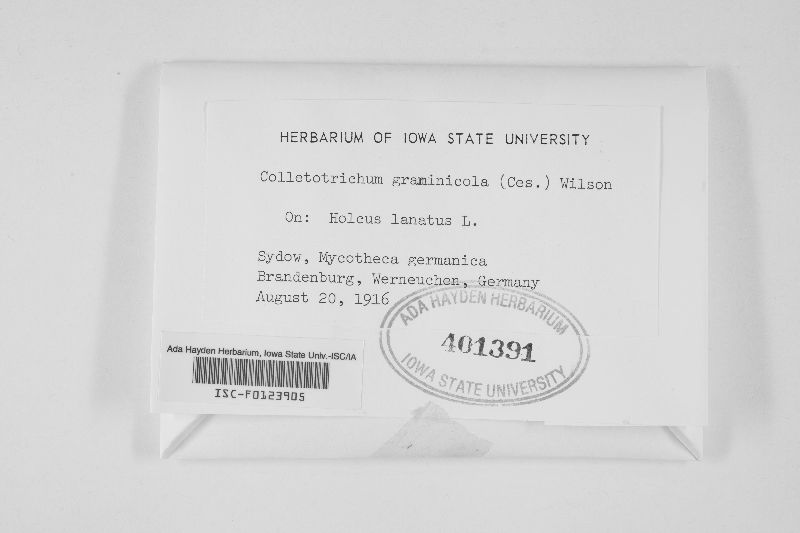 Colletotrichum holci image