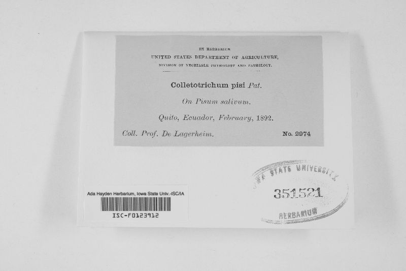 Colletotrichum pisi image